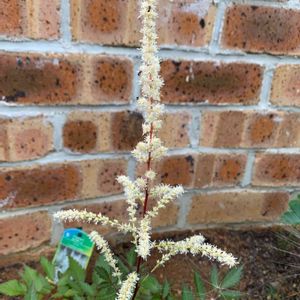 花壇,庭の花,植中毒,植栽,花は癒やし♡の画像