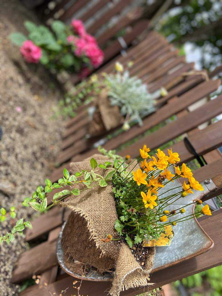 わたしにも出来た‼︎自分だけのお庭づくり𑁍🍃✿ ✿🍃 ｜🍀GreenSnap