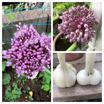 ジャンボニンニクの花 の投稿画像一覧 Greensnap グリーンスナップ