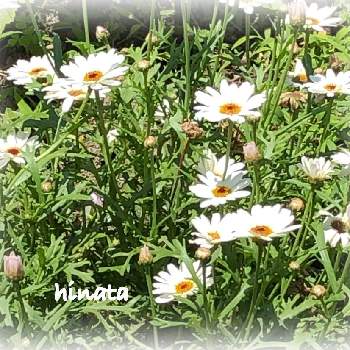 可愛い小さなの画像 by hinataさん | 畑と⚔️心を燃やせとお花大好き♡と癒しと可愛い小さなとおうち園芸と癒されると白い水曜日♡と白い花