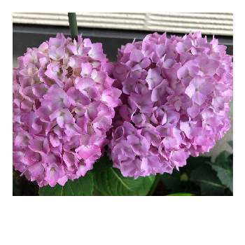 毎日、紫陽花の画像 by Oriさん | 毎日、紫陽花と満開♪とピンクのあじさいとあじさいフォト2022と紫陽花♡と小さな花壇と梅雨とあじさいフォトコンテスト2022とあじさいLOVE♡