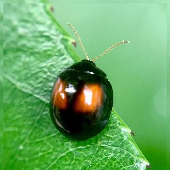 ヘリグロテントウノミハムシの投稿画像一覧 Greensnap グリーンスナップ