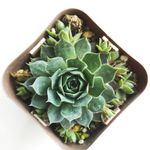 センペルビウム レッドハートの一覧｜?GreenSnap（グリーンスナップ）