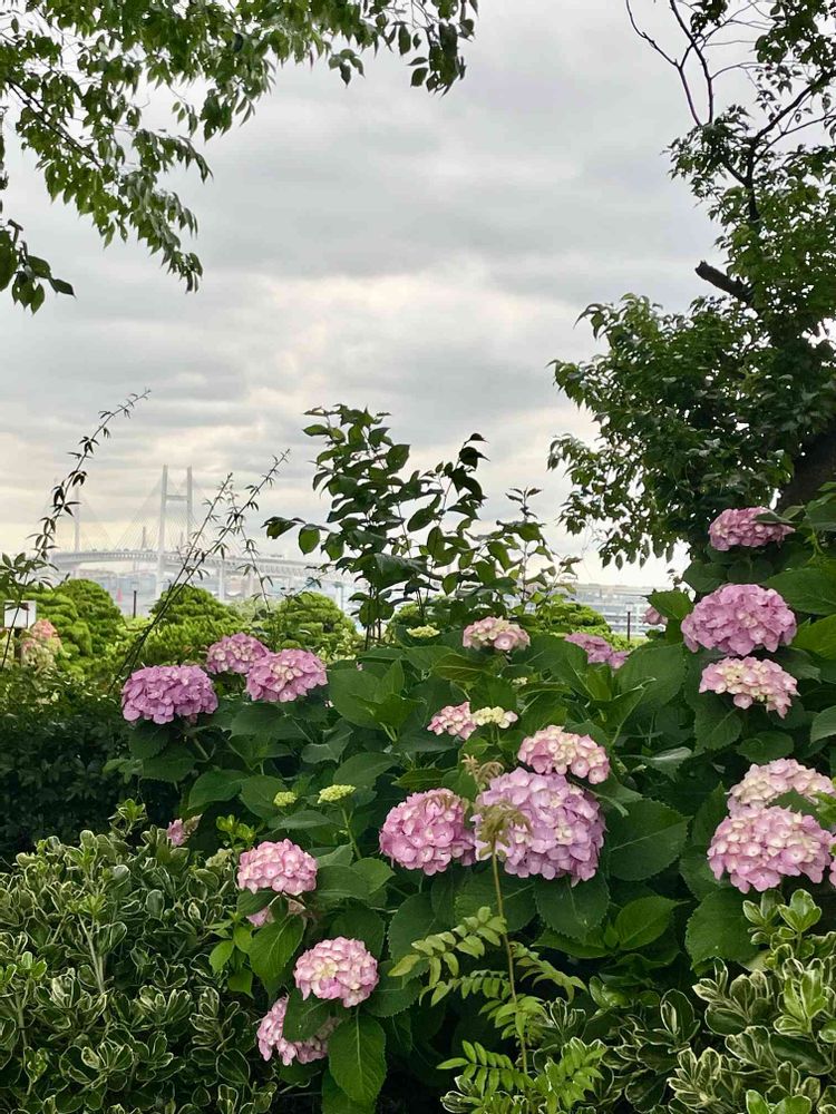 あーちゃんさんの港の見える丘公園への投稿