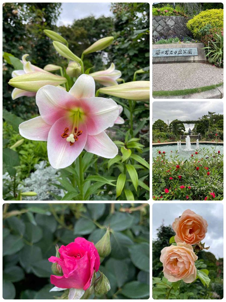 あーちゃんさんの港の見える丘公園への投稿