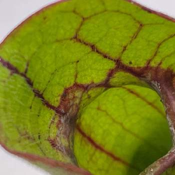 食虫植物・サラセニアの画像 by ちょこたんさん | 食虫植物・サラセニア