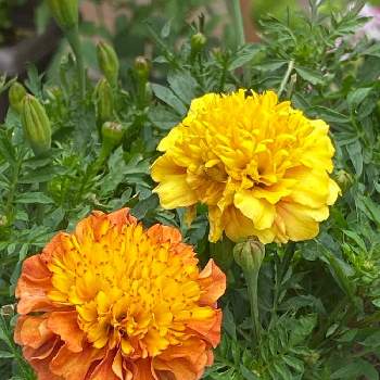マリーゴールド　ストロベリーブロンドの画像 by gdnaさん | マリーゴールド　ストロベリーブロンドと開花と緑が好きとつぼみとオレンジの花と黄色の花と鉢植えと一年草