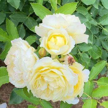 黄色のバラの画像 by keychanさん | 千葉県と京成バラ園と中香と黄色のバラとフロリパンダと薔薇♪と四季咲き♪