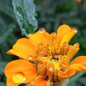 マリーゴールド 黄色  オレンジの画像 by いずみちゃんさん | 小さな庭とマリーゴールド 黄色  オレンジ