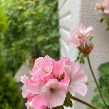 お花色々☆の画像 by チップズママさん | ゼラニウムとピンクの花と可愛い〜♡とお花色々☆と蕾も可愛いと花のある暮らしと玄関先と可愛い♡