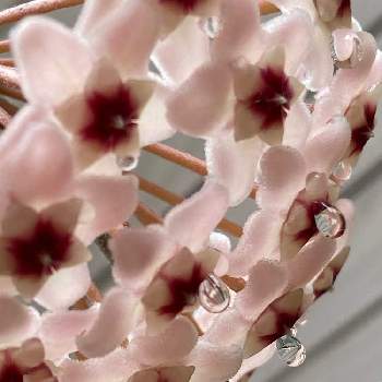 サクラランの画像 by kopeloさん | ホヤ・カルノーサとサクラランとカラーリーフとハンキングとピンクの花とお花のある暮らしといい香りと花の蜜