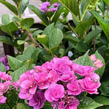 アジサイ フェアリーアイの投稿画像一覧 Greensnap グリーンスナップ