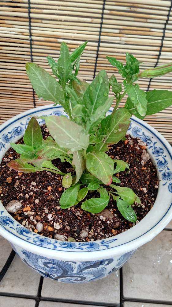 No.53 月見草(希少種•夜咲き白花)の観察記録📝｜🍀GreenSnap（グリーン