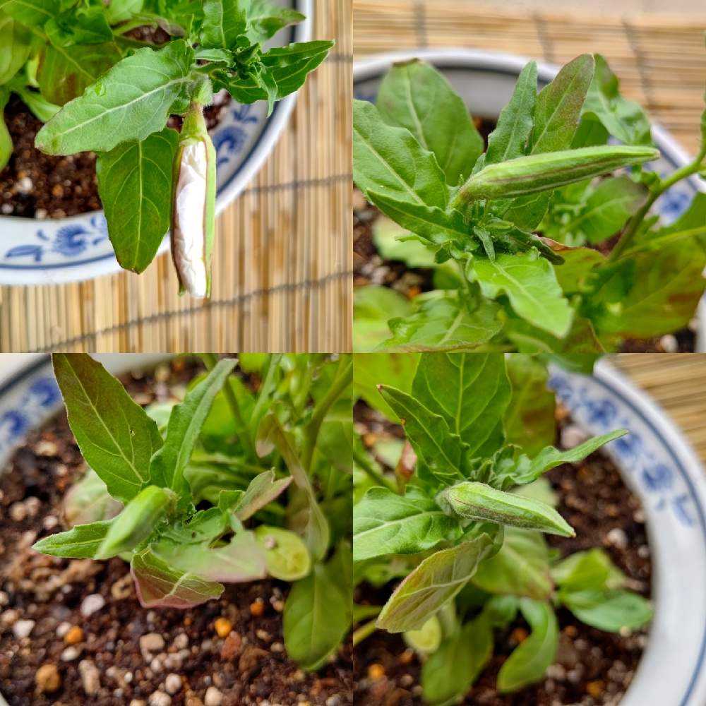 No.53 月見草(希少種•夜咲き白花)の観察記録📝｜🍀GreenSnap（グリーン