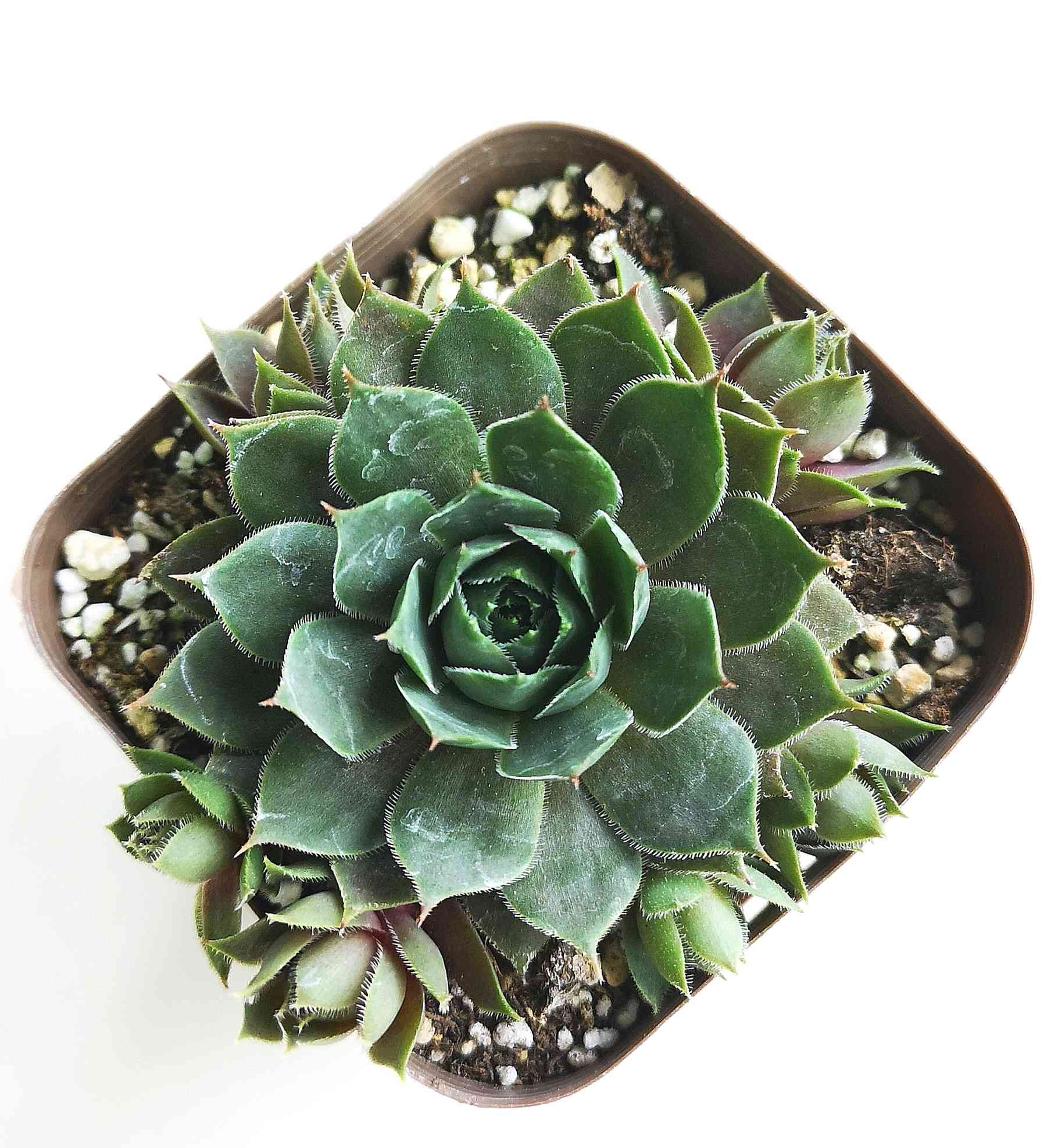 センペルビウム デザートブルームの一覧｜🍀GreenSnap（グリーンスナップ）