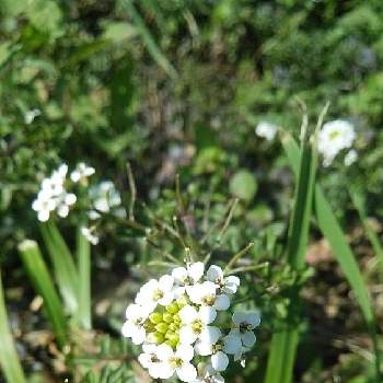 クレソンの花の投稿画像一覧 Greensnap グリーンスナップ