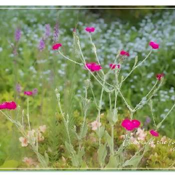 リクニス コロナリアの画像 by クジャクシダさん | 小さな庭とリクニス コロナリアとリクニスと赤い花とこぼれ種と多年草とおうち園芸