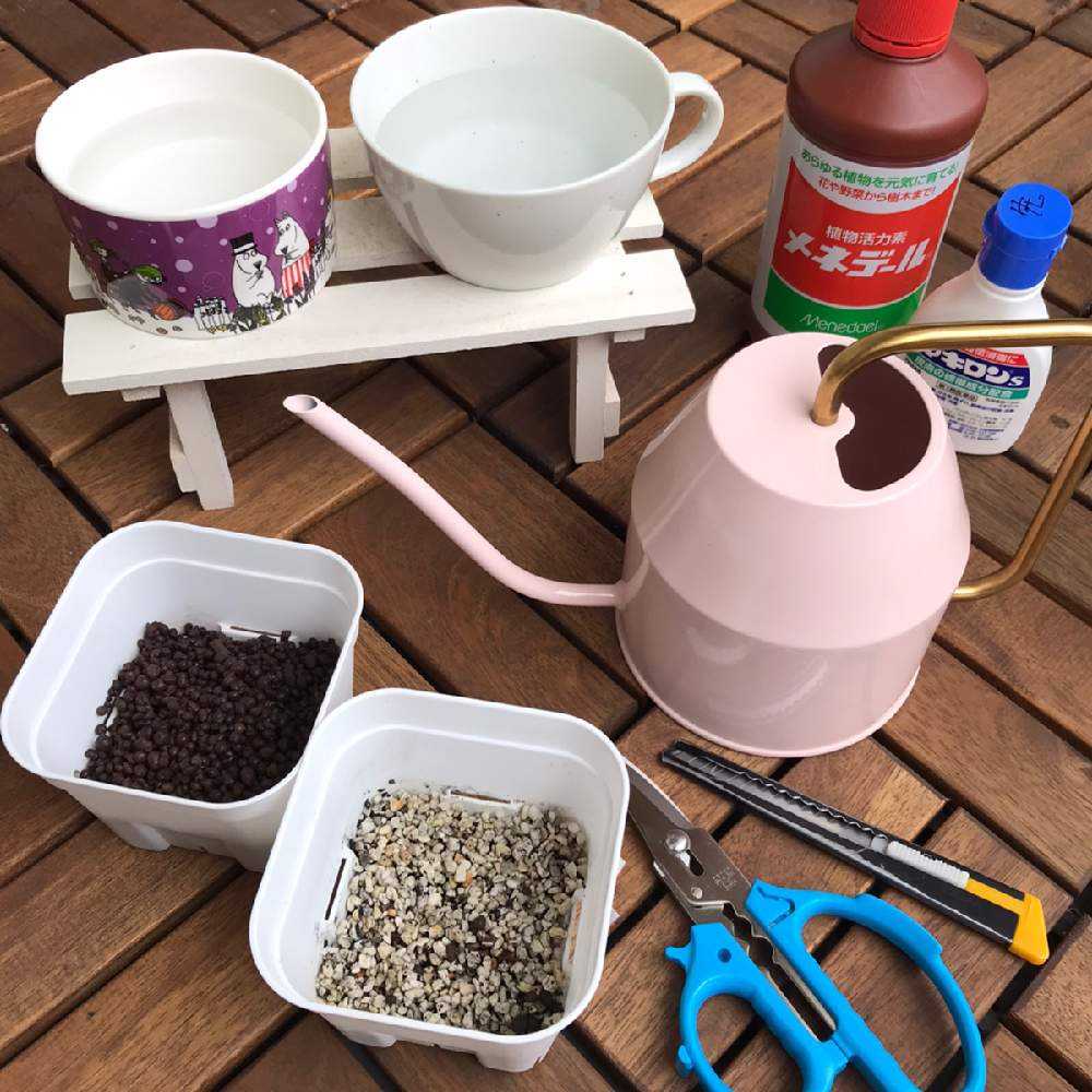 苦手な挿し芽を克服したい( ˃̶͈̀ロ˂̶͈́)੭ꠥ⁾⁾🌱｜🍀GreenSnap