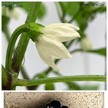 シシトウの花の投稿画像一覧 Greensnap グリーンスナップ