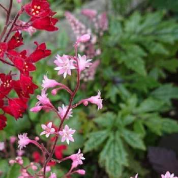 ティアレラ ピンクスカイロケットの投稿画像一覧 Greensnap グリーンスナップ