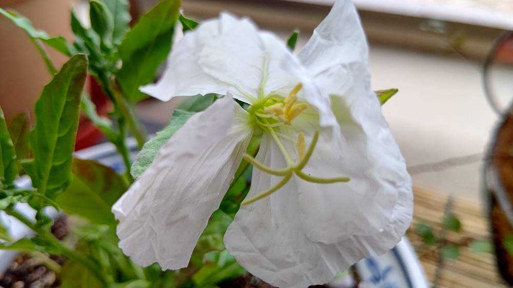 No.53 月見草(希少種•夜咲き白花)の観察記録📝｜🍀GreenSnap（グリーン