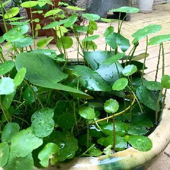 大鉢の投稿画像一覧 Greensnap グリーンスナップ