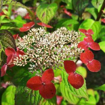 100 本物保証 山アジサイ 紅 ガクアジサイ 植物 観葉植物