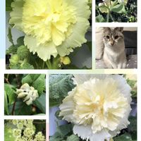 クリスマスローズ,エゴノネコアシフシ,アリッサムの実,今日の花,花のある暮らしの画像