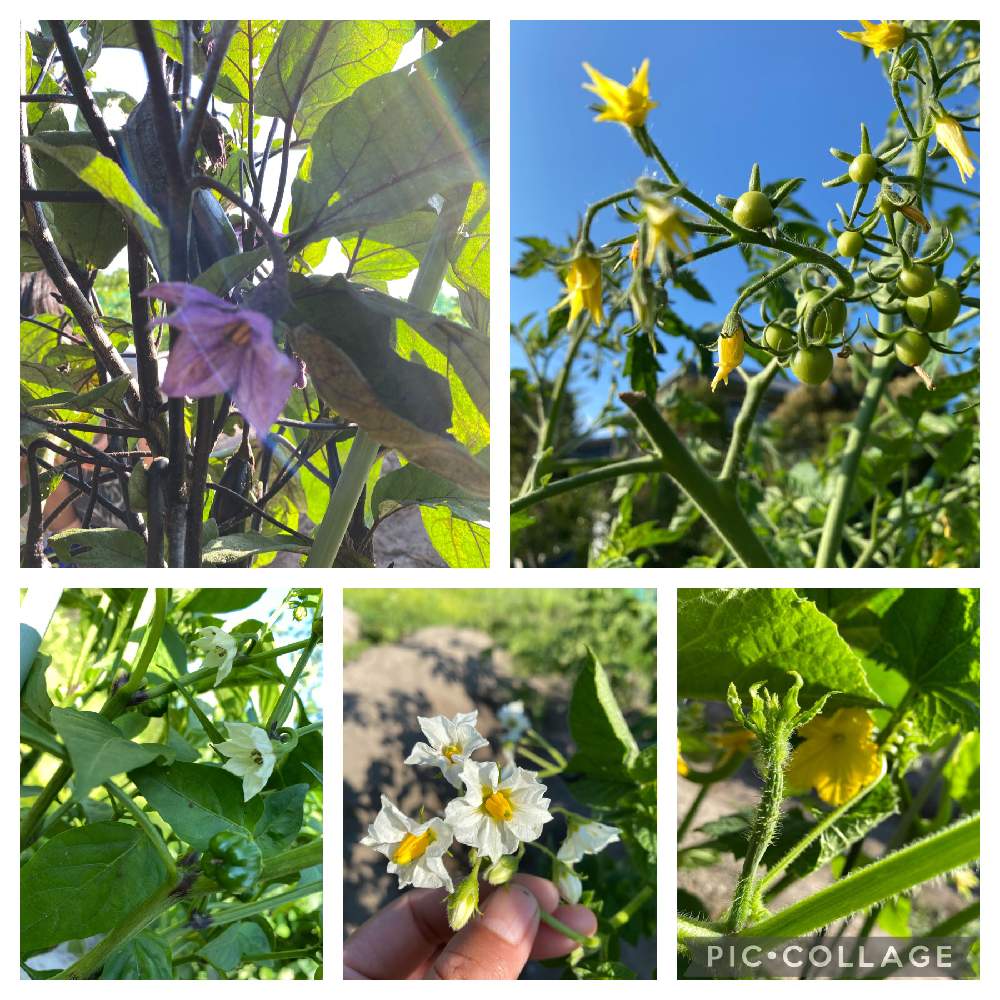 じゃがいもの花の投稿画像 By あの さん なすびとピーマンときゅうりとトマトと畑と子どもと一緒にと夏野菜フォトコン 植付け 育成編 と家庭菜園と鳥取県と夏野菜と子どもと一緒にと夏野菜フォトコン 植付け 育成編 と家庭菜園と鳥取県と夏野菜 22月6月15日