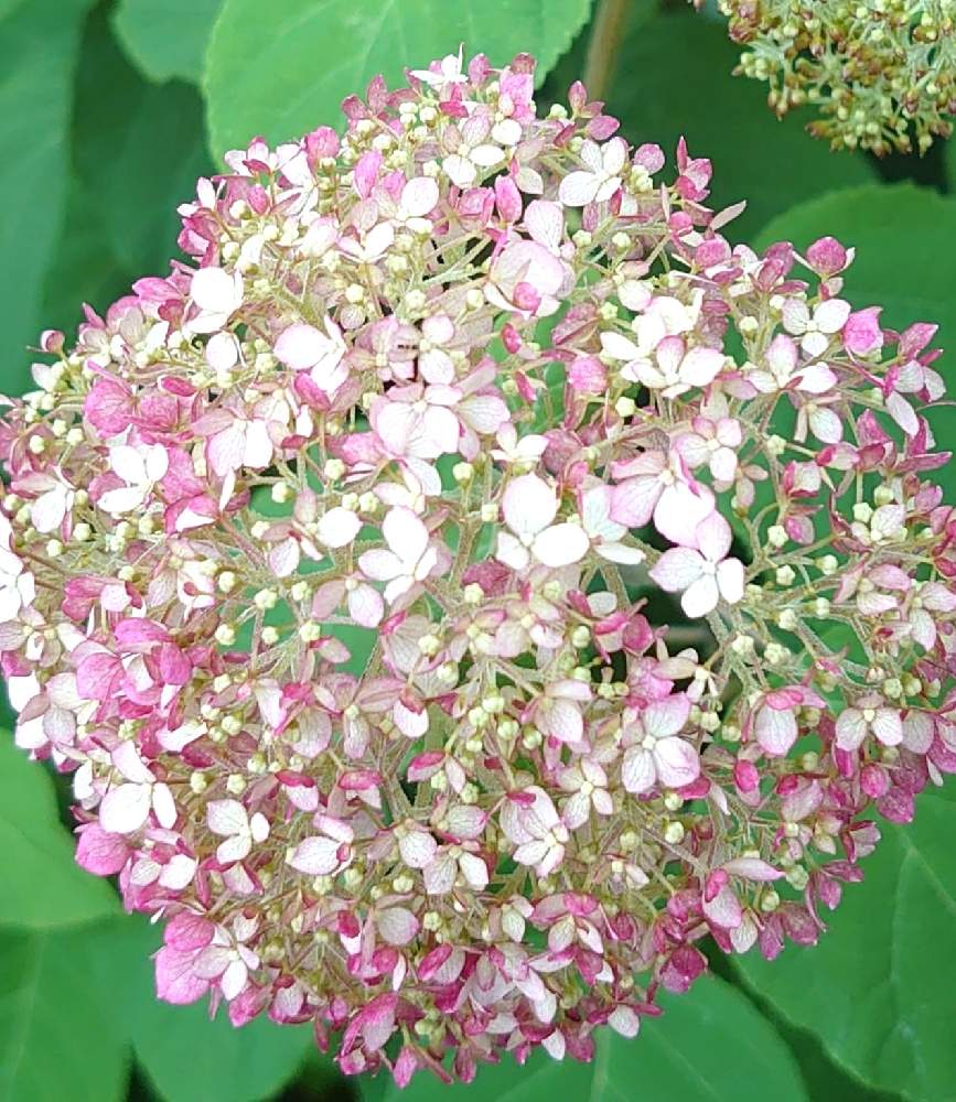 紫陽花 アジサイ あじさいの投稿画像 By あさがお さん イングリッシュガーデンと可愛い となまえがわからないとお出かけ先と紫陽花 アジサイ あじさい とイングリッシュガーデンと可愛い となまえがわからない 22月6月15日 Greensnap グリーンスナップ