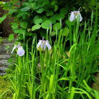 ハナショウブ,和風の庭,母の庭,花菖蒲の井戸端会議,花菖蒲の一番好きな風景の画像