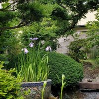 ハナショウブ,イヌマキ,キャラポク,和風の庭,母の庭の画像