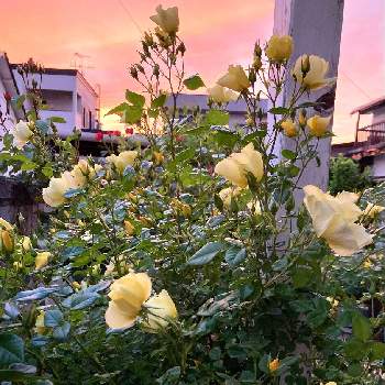 バラ リモンチェッロの投稿画像一覧 Greensnap グリーンスナップ