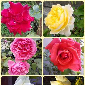 ♥︎すてき♥︎の画像 by ノッコちゃんさん | 小さな庭とバラ、薔薇、ばらと大切な癒やしと色々な色と大好きなお花♡とお花畑    と♥︎すてき♥︎と花のある暮らし