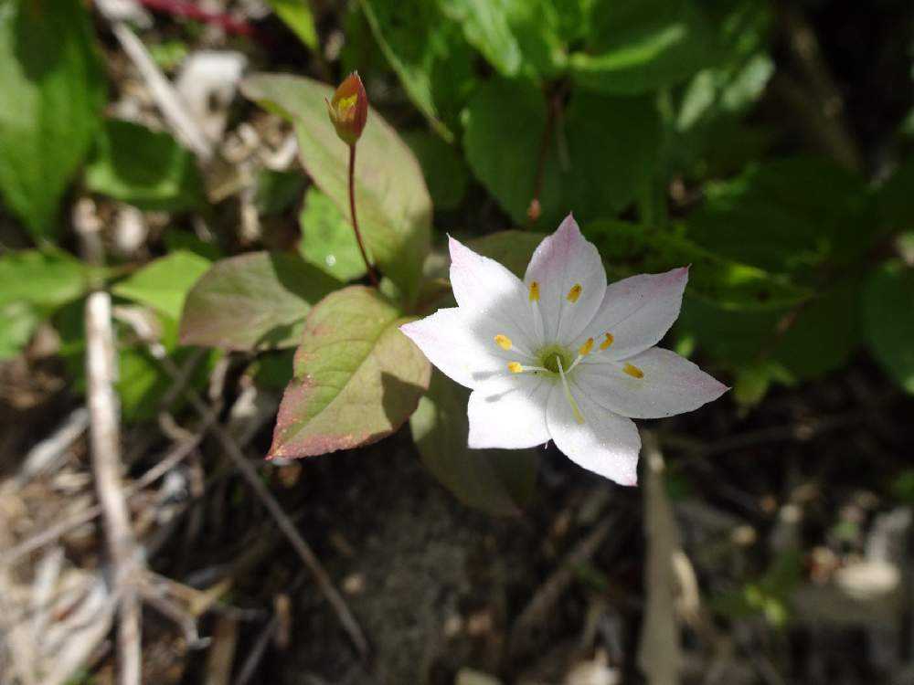 花の平標山 22 6 13 Greensnap グリーンスナップ