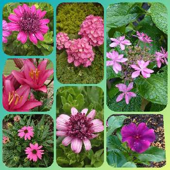 ダブルオステオスペルマムの画像 by 私のお花たちさん | 広い庭とダブルオステオスペルマムとマイ・ガーデンと夏に負けないよ