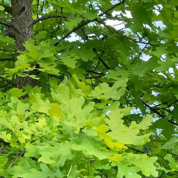 緑の葉の画像 by しろはな・yさん | お出かけと観光地と樹木と葉っぱと緑の葉