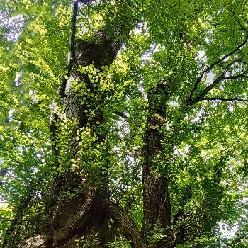 巨樹の画像 by ＊Jupiter＊さん | カツラと巨樹と素敵な出逢いに感謝♬とかつらの木と初夏の訪れとミラーレス一眼