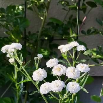 アキレア ノブレッサの画像 by Green.Bagさん | アキレア ノブレッサと花がある暮らしと花壇へGO！とビタミン F !と花のチカラとかわいいといいねをありがとうと楽しい！と素敵