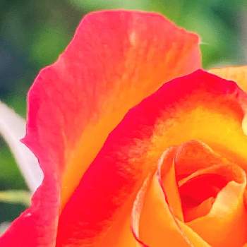 ゴンゴンの庭の画像 by ゴンゴンさん | 小さな庭とアンネのバラとバラとスヴニール・ドゥ・アンネ・フランクと薔薇　アンネフランクとばら バラ 薔薇とグラデーションと新型コロナウィルスに負けるなと今日のうれしかったこととゴンゴンの庭と森のがっこうと森の負けないぞ❗️と花のある暮らしとGSアダルトチームとバラ・ミニバラと小学生なら2分の1成人式(GS4年生)と多様性を愛する会と水曜ローズショー