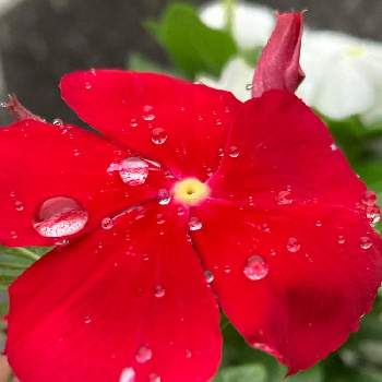 紅白の花の画像 by hiro_tさん | 玄関とにちにちそうと水滴の水曜日と紅白の花と雨粒を纏って、、、と紅白花合戦と雨粒シリーズ☆