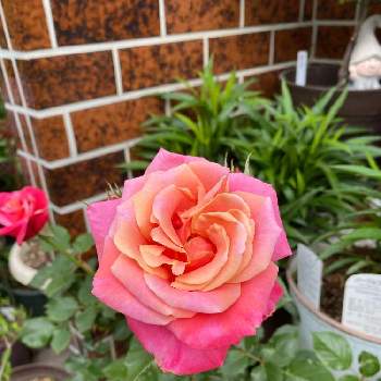 バラのある生活の画像 by arinkoさん | 小さな庭とプリンセスチチブと可愛い花とバラのある生活とバラ 鉢植えと癒しの花とガーデニングと花のある暮らし