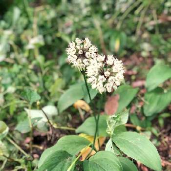 行者にんにくの花の一覧 Greensnap グリーンスナップ