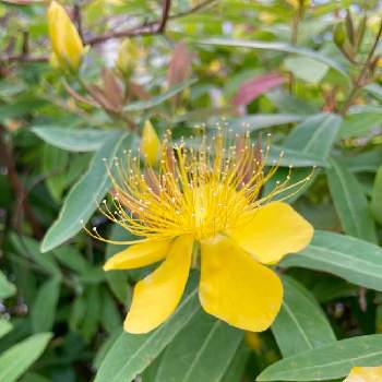 ビヨウヤナギのお花の投稿画像一覧 Greensnap グリーンスナップ