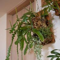 フィッシュボーンカクタス,リプサリス,ドラゴンフルーツ,ディスキディア,着生植物の画像