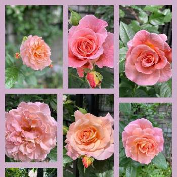 ami's roseの画像 by amiさん | 小さな庭とバラ アウグスタ ルイーゼとキュンキュン乙女倶楽部と植物のある暮らしとグリーンのある暮らしと手作りの庭と花の15年組とno green no lifeとami's roseとバラと夢CLUBと物語のある庭作りとガーデニングと花のある暮らしとami's gardenとチーム愛知と庭時間