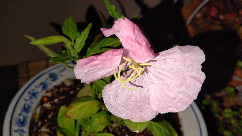 No.53 月見草(希少種•夜咲き白花)の観察記録📝｜🍀GreenSnap（グリーン