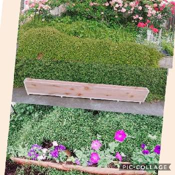庭に咲く花達の画像 by ヨシさんさん | 小さな庭とお花を楽しむとサフィニア♡と手作りの庭と種まきから育てるとDIYプランターとお花のある暮らしと庭に咲く花達と花いろいろ