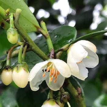 榊の花の一覧 Greensnap グリーンスナップ