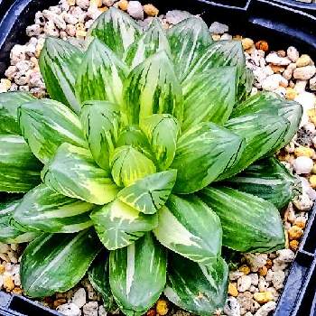オブツーサ錦花火の一覧 Greensnap グリーンスナップ